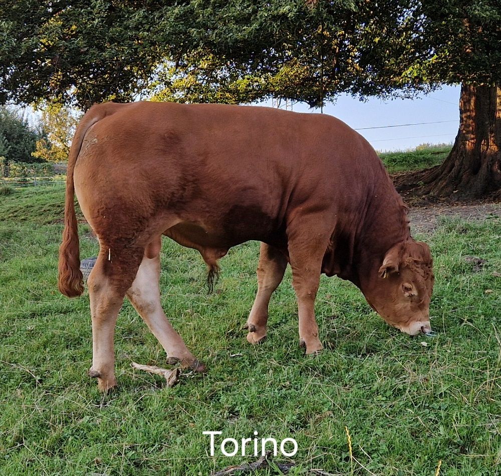 Torino.jpg